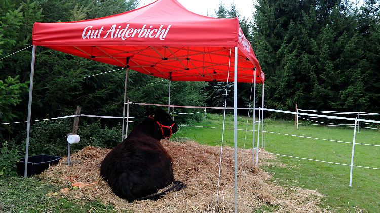 Hier soll es bald knistern. Ernst wartet schon sehnsüchtig.