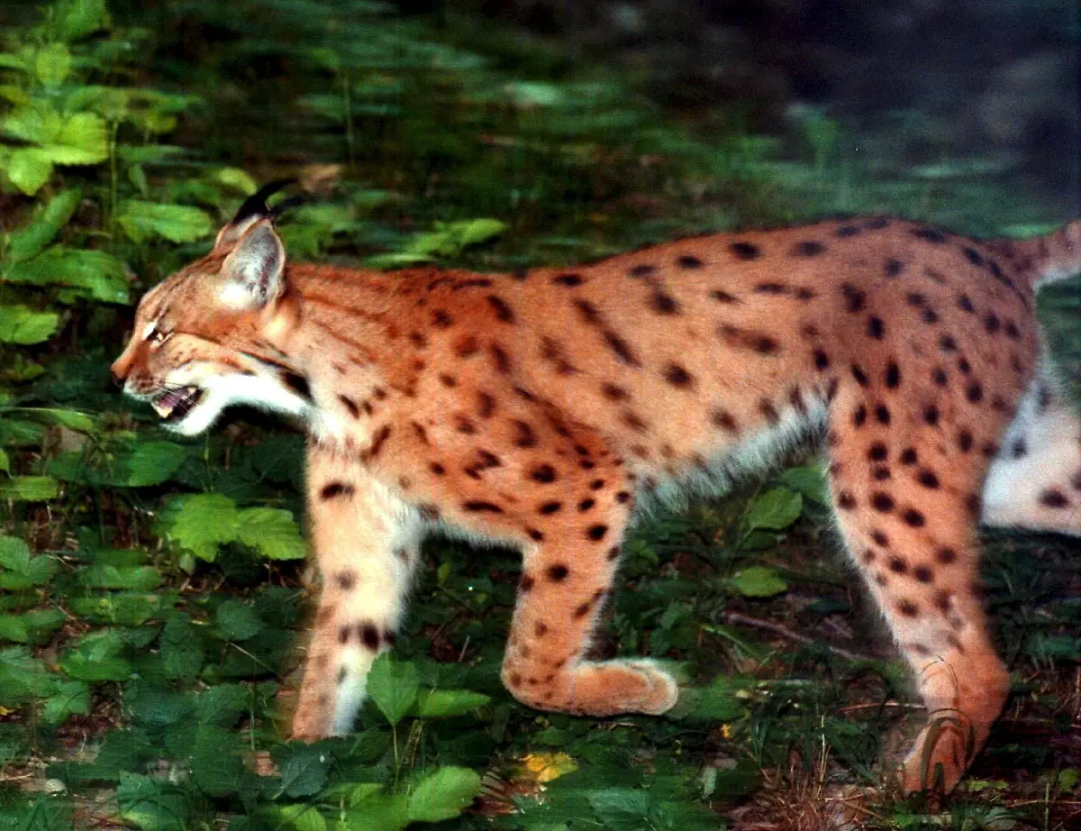 Luchs