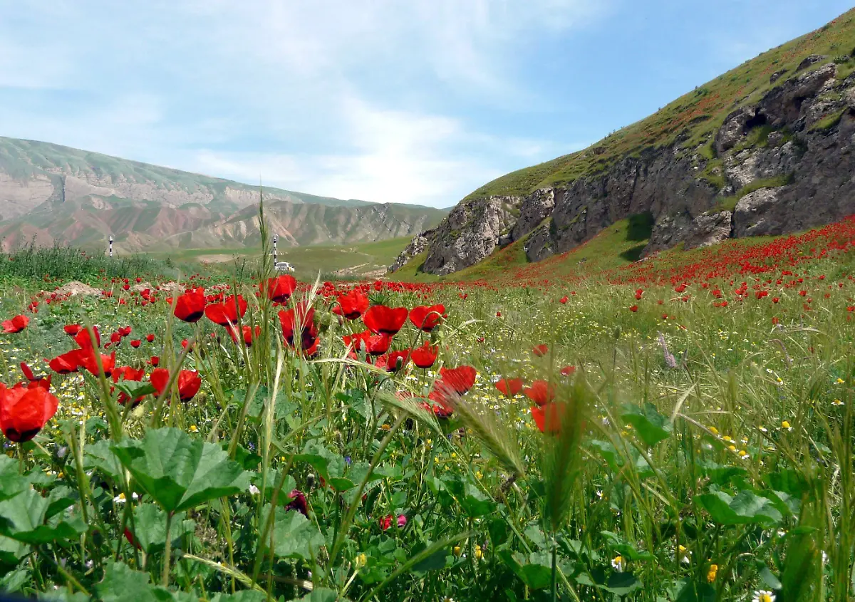 Mohnblumen-Afghanistan