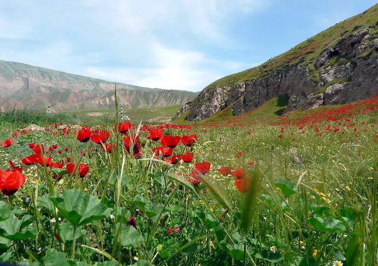 Mohnblumen-Afghanistan