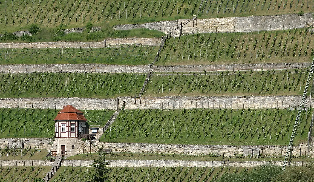 Weinberg-bei-Freyburg-Unstrut