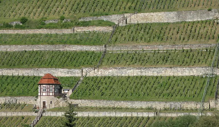 Weinberg-bei-Freyburg-Unstrut