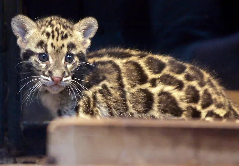 FRANCE-LEOPARD-XFM104-jpg1006369895080204254