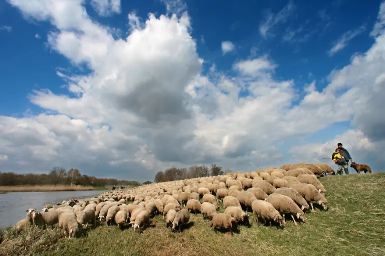 Schaefer-im-Spreewald