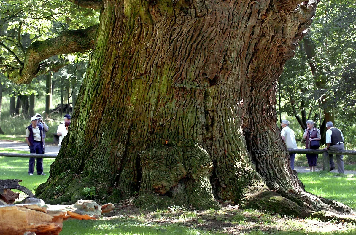 ivenacker-eichen-aelteste-lebende-eiche-deutschlands