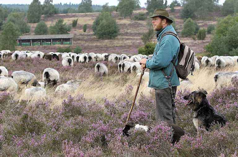 lueneburger-heide-schafe