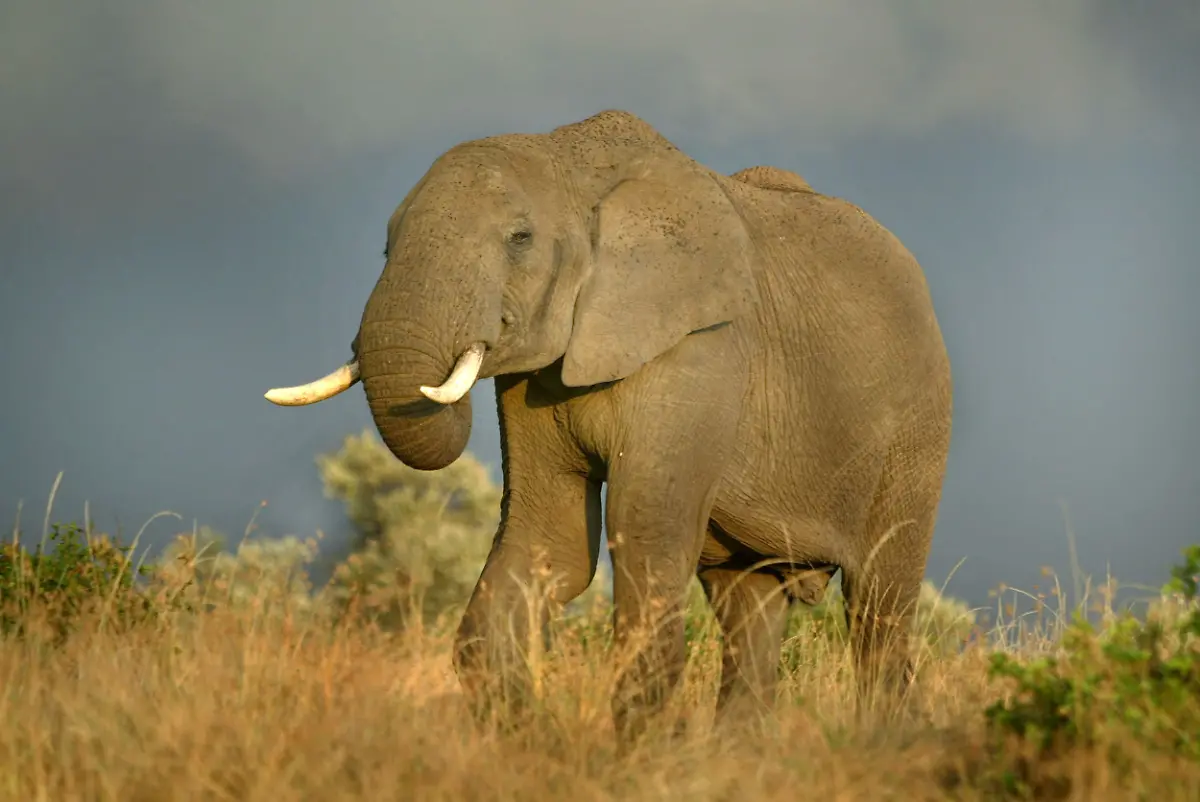 Elefant-masai-Mara-kenia
