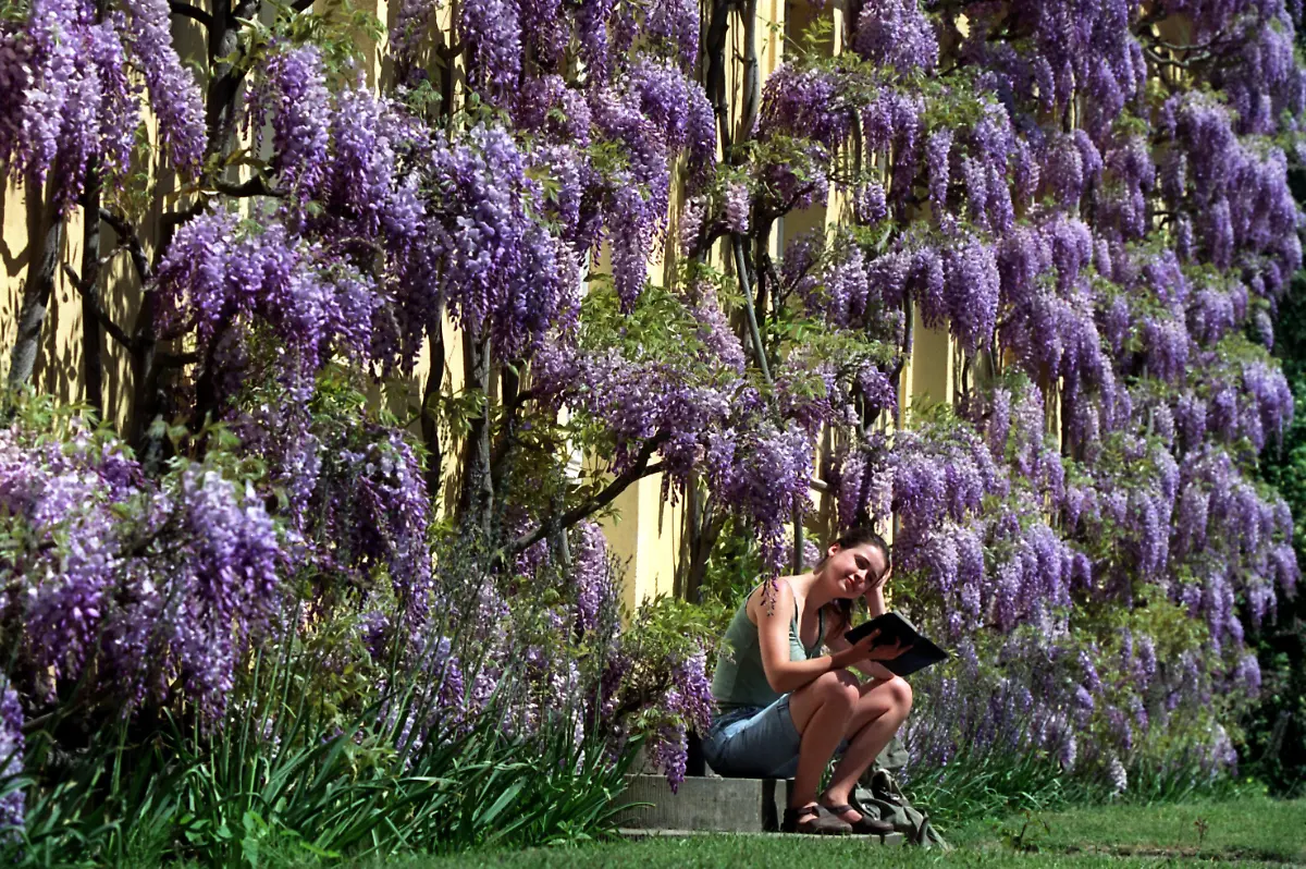 Park-von-Sanssouci-blauregen