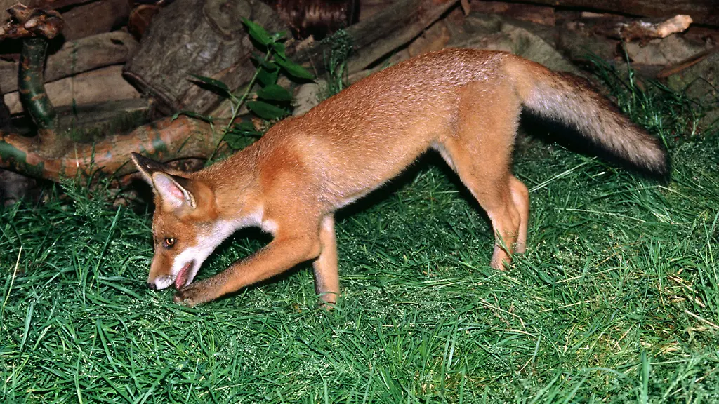 Fuchs