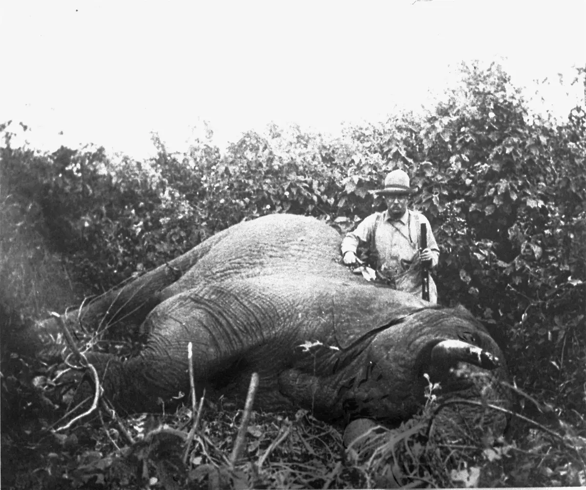 Theodore-Roosevelt-Elefant