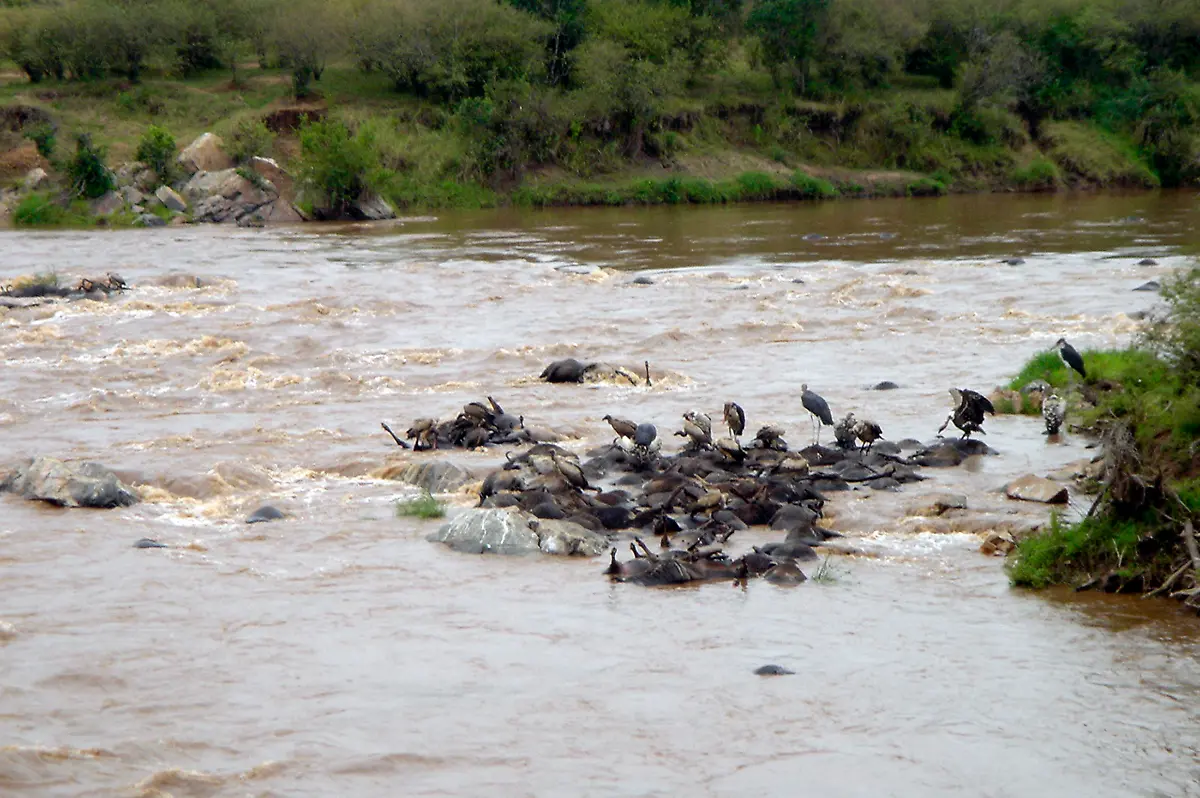 Serengeti-ertrunkene-Tiere-fluss-Mara-massai-mara