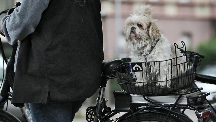 In Deutschland gibt es rund 5,4 Millionen Hunde. Die Mehrzahl soll ihren Haltern das Leben versüßen.