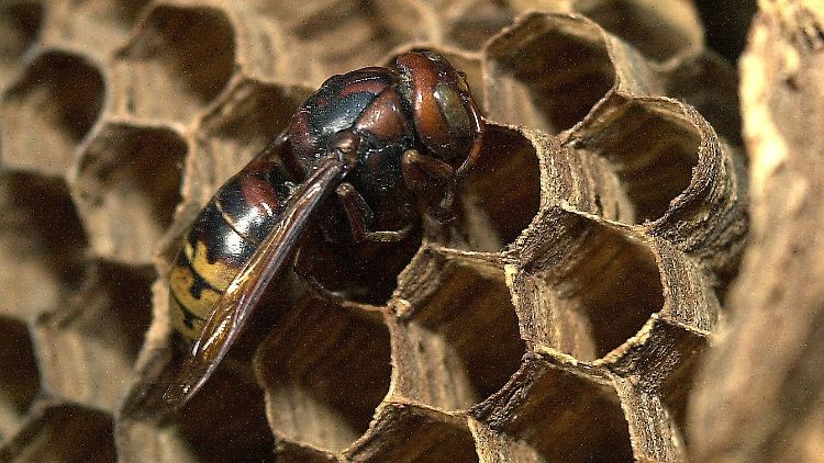 Hornissen sind als Insektenfresser natürliche Schädlingsbekämpfer.