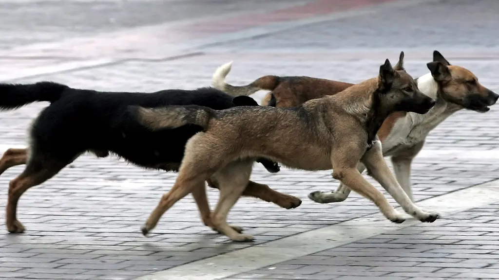 streunende-hunde-Moskau