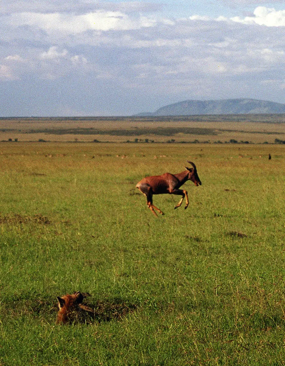 Topi-Antilopenart-Hyaene-Serengeti-Masai-Mara-Reservat-Kenia