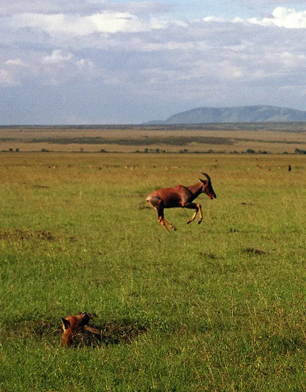 Topi-Antilopenart-Hyaene-Serengeti-Masai-Mara-Reservat-Kenia