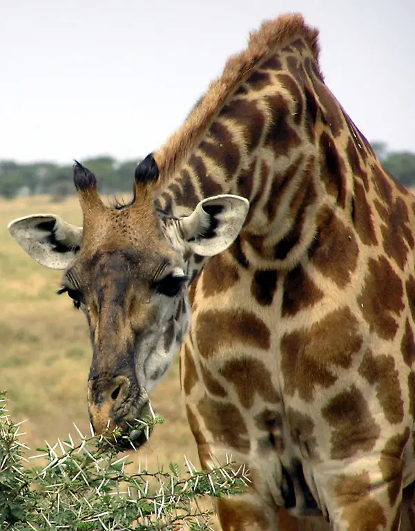 Giraffe-Serengeti-Nationalpark-Tansania