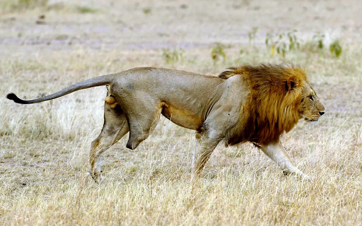 Loewe-serengeti-Nationalpark-Bein-fehlt