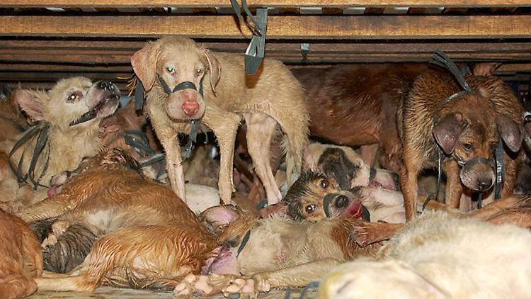 Viele der Tiere sterben bereits auf dem Transport. 