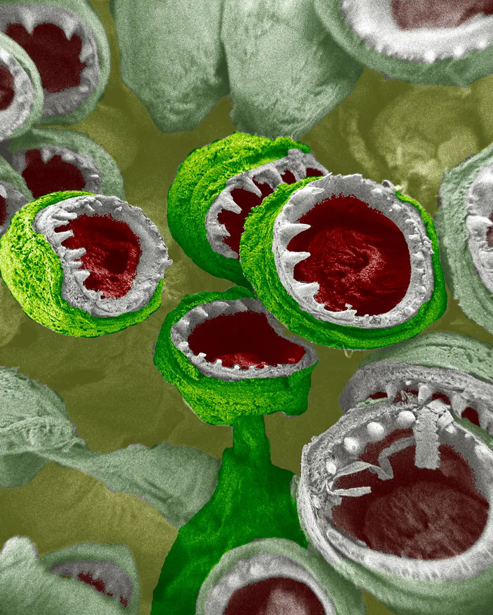 Auf-mancher-von-Google-gefundenen-Seite-lauern-Schaedlinge