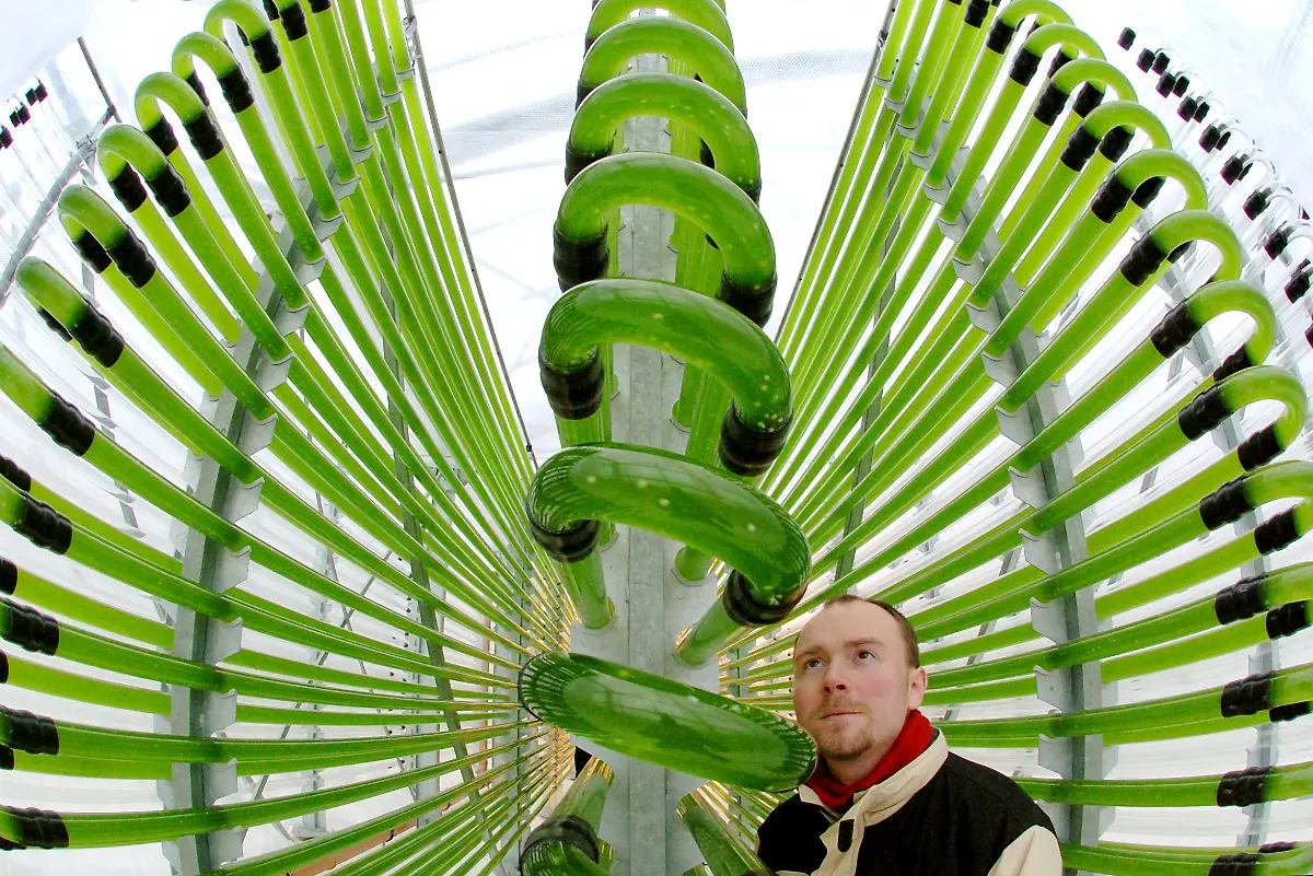 Kugelalgen-Gepaeck-gr