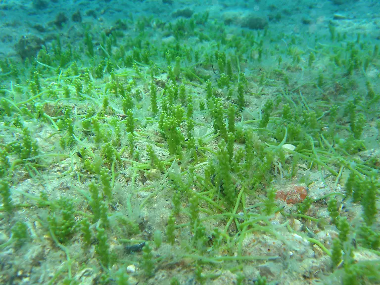 giftige-Algen-italien-II-gr