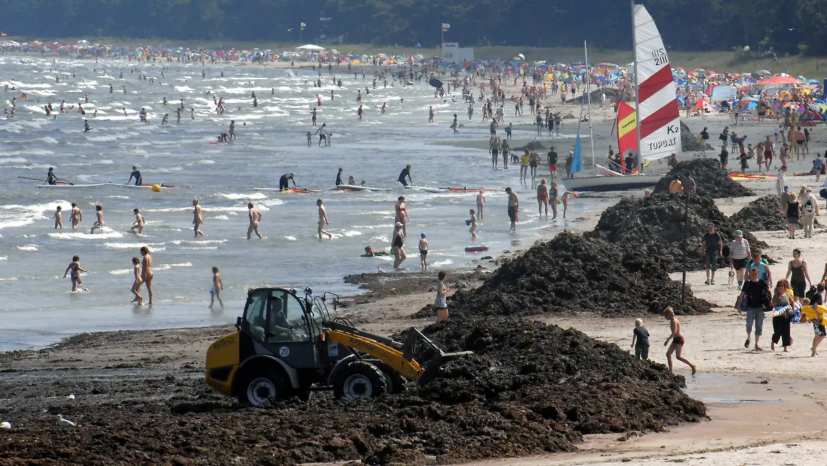 rotalgen-ruegen-ii-gr