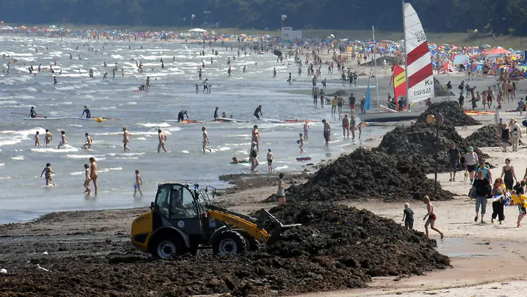 rotalgen-ruegen-ii-gr