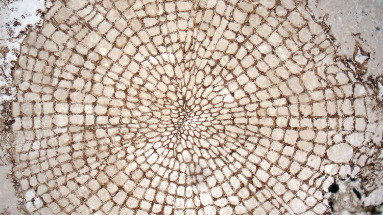 Ein Querschnitt durch das 407 Millionen Jahre alte Fossil zeigt die für Holz typischen Strahlen-Zellen.