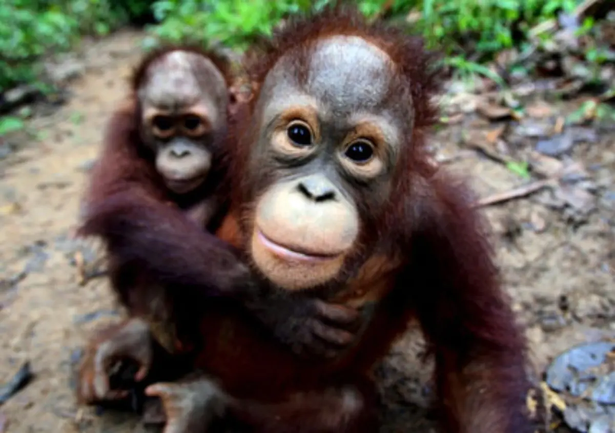 wenn-keine-Massnahmen-ergriffen-werden-sind-Orang-Utans-bis-zum-Jahr-2050-ausgestorben