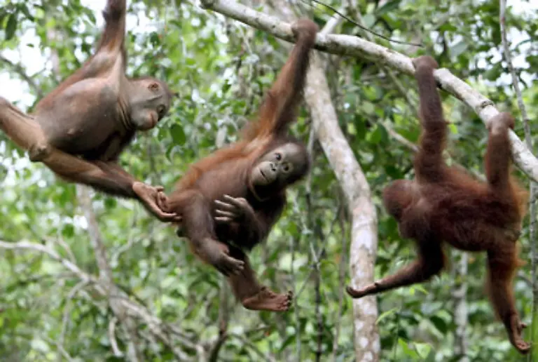 50-000-von-ihnen-gibt-es-noch-in-der-schrumpfenden-Wildnis-von-Borneo