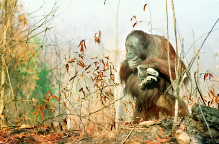 Ihr-Lebensraum-schrumpft-mit-jedem-abgeholzten-Hektar