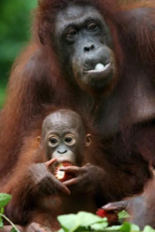 denn-sie-machen-sich-aus-Verzweiflung-ueber-die-Fruechte-der-Oelpalmen-her-Fuer-die-Affen-ist-das-eigentlich-kein-Problem-Sie-finden-Oelpalmen-aeusserst-nahrhaft