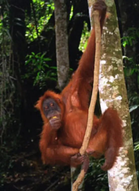 und-bekommen-von-Uebungsleitern-das-Affe-Sein-beigebracht