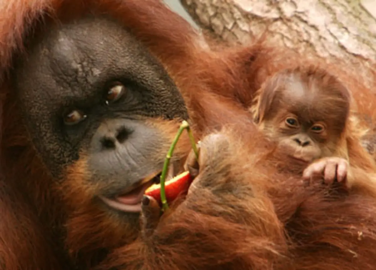wie-sie-Fruechte-und-Insekten-zum-Ueberleben-finden-koennen