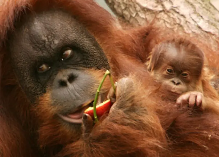 wie-sie-Fruechte-und-Insekten-zum-Ueberleben-finden-koennen