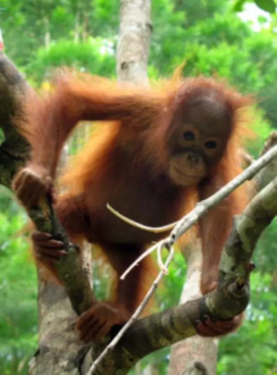 Die-Tiere-werden-auf-die-Rueckkehr-in-die-Wildnis-vorbereitet
