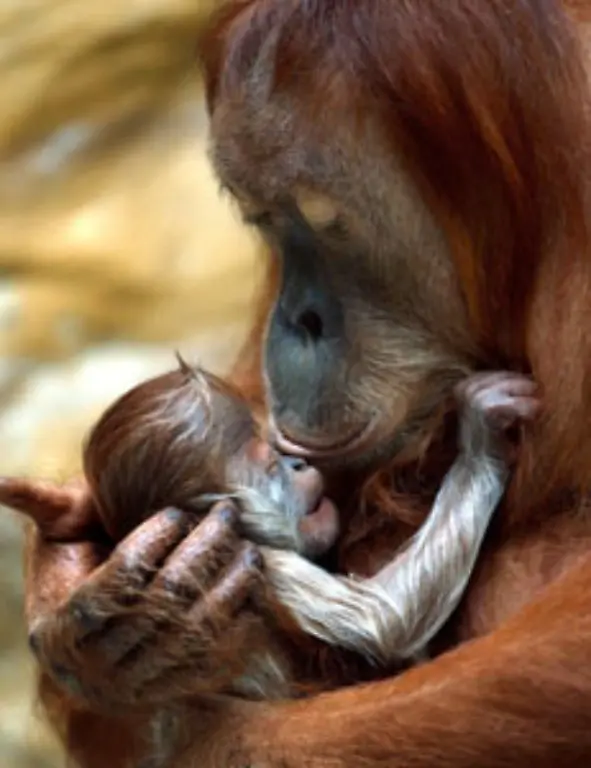 Das-Erbgut-von-Menschen-und-Orang-Utans-gleicht-sich-zu-97-5-Prozent