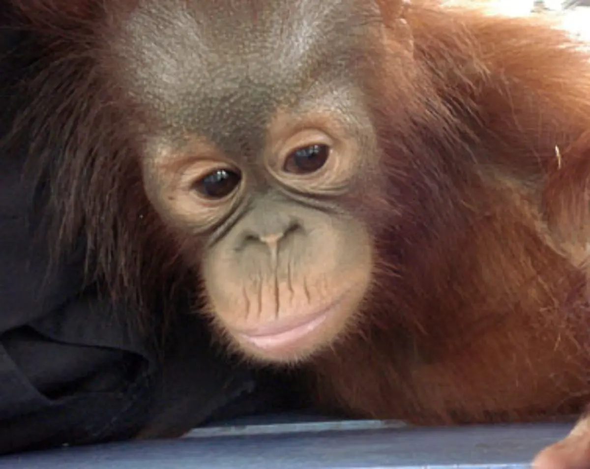 Sie-sind-meine-Babys-erklaert-die-Tierschuetzerin