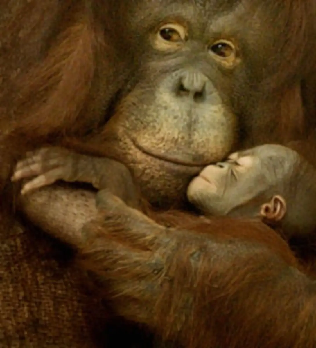 Orang-Utans-werden-naemlich-bis-zu-60-Jahre-alt