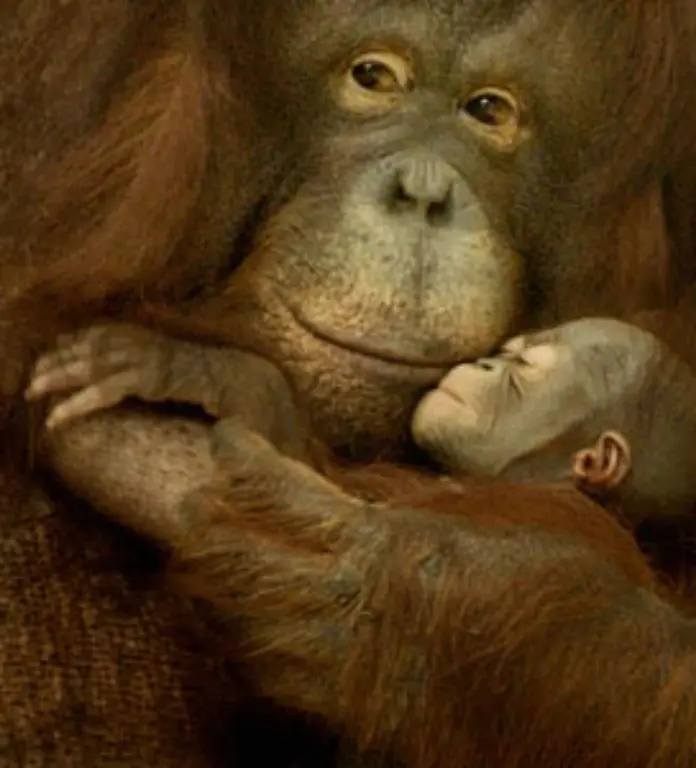 Orang-Utans-werden-naemlich-bis-zu-60-Jahre-alt