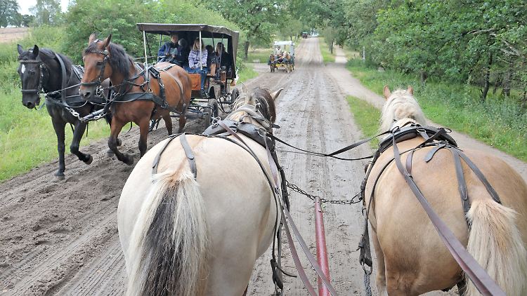 Auf sandigen Wegen und alten Kopfsteinpflasterstraßen lenken die Kutscher ihre Pferde durch die Lüneburger Heide.
