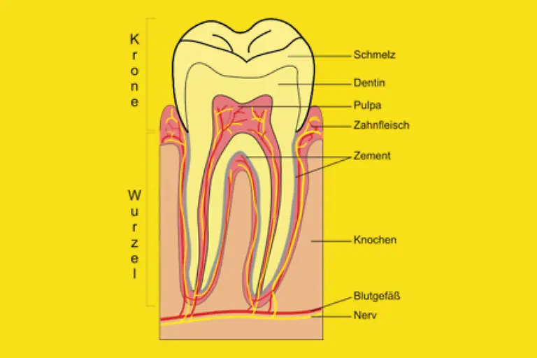 Bei-naeherem-Hinsehen-entpuppt-sich-jedoch-ein-raffinierter-Aufbau-der-perfekt-mit-der-Aufgabe-jedes-einzelnen-Zahnes-abgestimmt-ist
