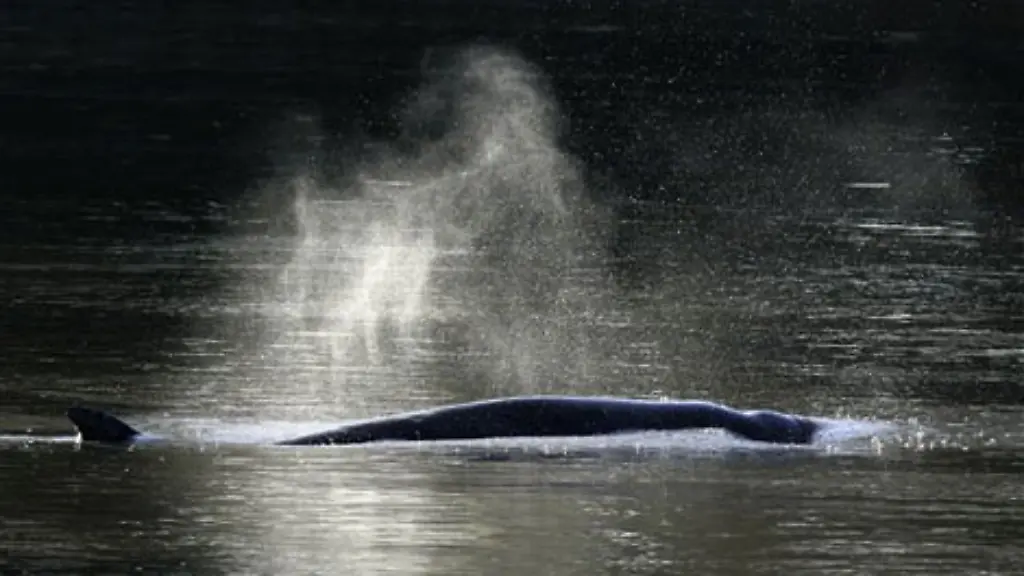 Bei-dem-Tier-handelte-es-sich-um-einen-so-genannten-Noerdlichen-Entenwal-Hyperoodon-ampullatus-aus-der-Gattung-der-Schnabelwale