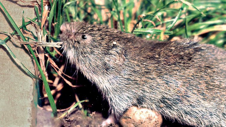Auch die Bayerische Kurzohrmaus (Microtus bavaricus) galt lange Zeit als ausgestorben.