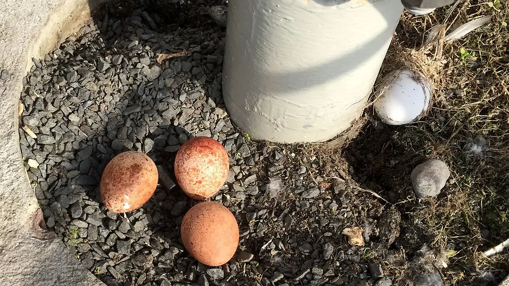 Auch-in-diesem-Jahr-wurden-wieder-Eier-von-Wanderfalken-auf-dem-Dach-von-Deutschlands-hoechsten-Hochhaus-entdeckt
