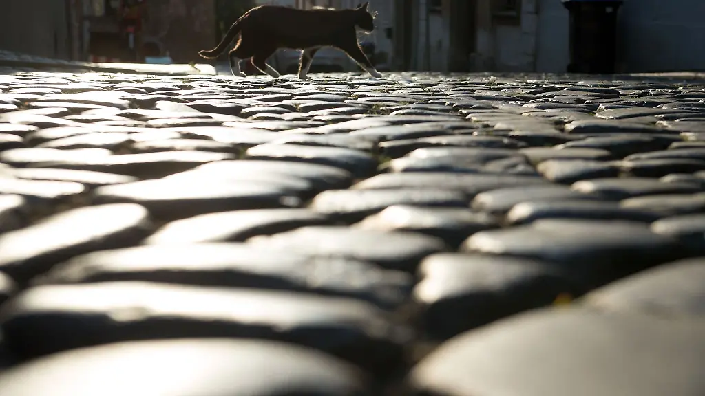 Um-das-Leid-von-Strassenkatzen-zu-verringern-koennen-Tierschutzvereine-und-Kommunen-Foerdermittel-fuer-Kastrationen-beim-Land-beantragen