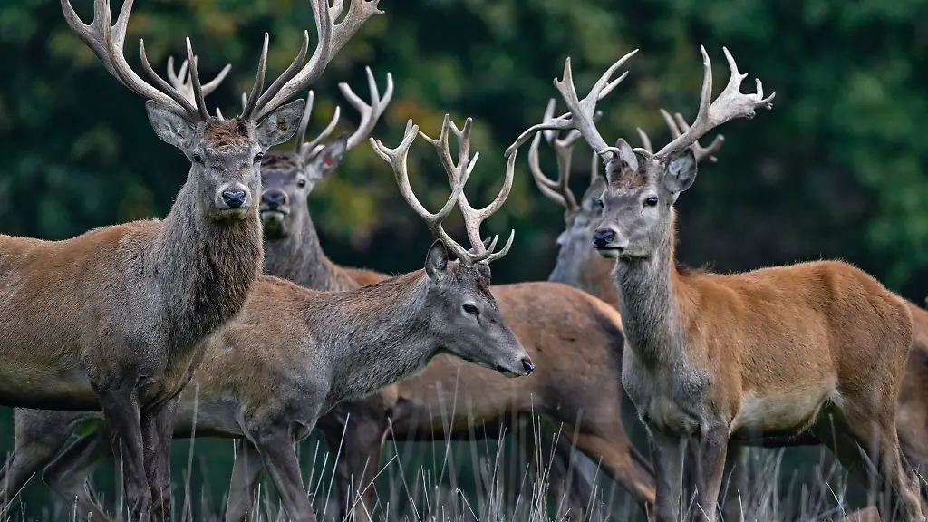Die-Rothirsche-sind-wieder-in-der-Anlage