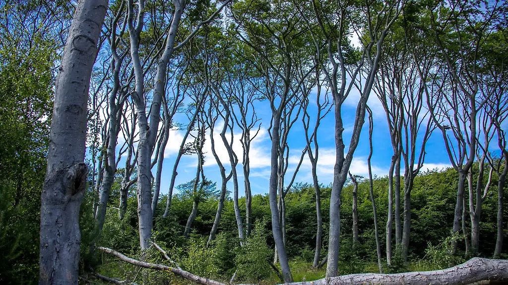 In-Kuestennaehe-werden-in-Mecklenburg-Vorpommern-am-haeufigsten-Goldschakale-gesichtet
