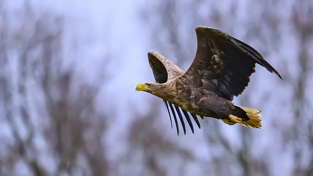 Der-Adler-wurde-durch-das-Auto-aufgeschreckt-Symbolfoto